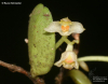 Bulbophyllum curranii 2