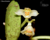 Bulbophyllum curranii 3