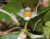 Bulbophyllum curranii 5
