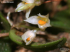 Bulbophyllum curranii 7