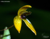Bulbophyllum fennixii