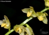 Bulbophyllum malivelense
