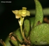 Bulbophyllum paucifolium