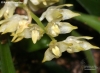 Bulbophyllum simulacrum