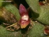 Bulbophyllum tortuosum