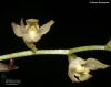Bulbophyllum vagans