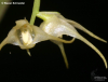 Bulbophyllum flavescens