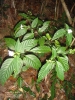 Acanthaceae (157) Mt. Galoko
