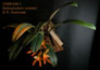 Bulbophyllum cootesii