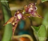 Bulbophyllum japonicum