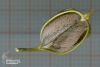 Neuwidia veratrifolia (04)