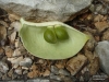 Hildegardia erythrosiphon [6251] (2)