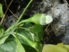 Hibiscus ferrugineus (03)