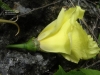 Hibiscus ferrugineus (05)