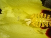 Hibiscus ferrugineus (09)