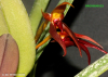 Bulbophyllum nymphopolitanum (03)