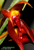 Bulbophyllum nymphopolitanum (04)