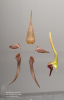 Bulbophyllum nymphopolitanum (06)