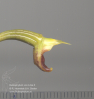 Bulbophyllum nymphopolitanum (07)