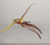 Bulbophyllum nymphopolitanum (10)