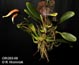 Bulbophyllum ornithorhynchum