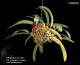 Bulbophyllum cruentum