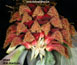Bulbophyllum phalaenopsis