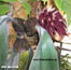 Bulbophyllum spiesii