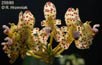 Bulbophyllum violaceolabium