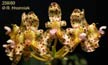 Bulbophyllum violaceolabium
