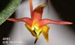 Bulbophyllum copelandi