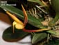 Bulbophyllum copelandi