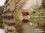 Bulbophyllum setuliferum