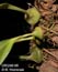 Bulbophyllum setuliferum
