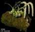 Bulbophyllum hirtum