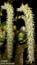 Bulbophyllum hirtum