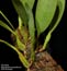 Bulbophyllum burfordiense