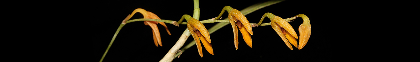 Bulbophyllum from A to Z